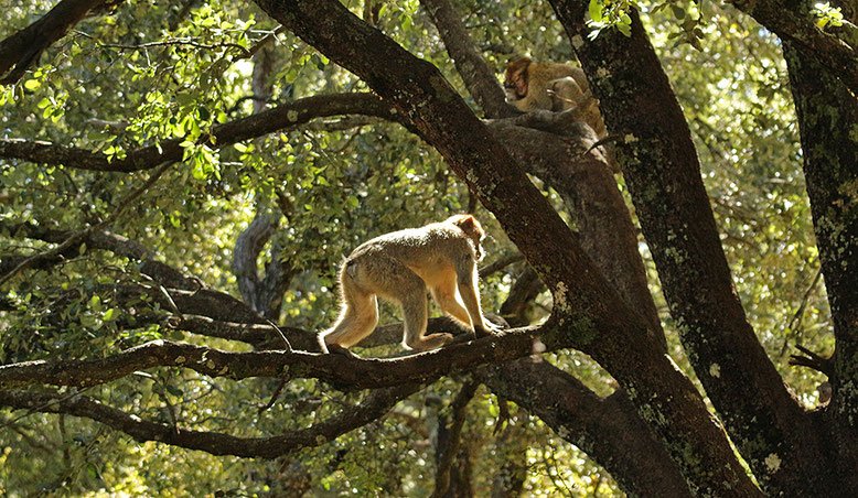 HALAAL TRAVELS Location Villa FES – MERZOUGA – AGDEZ MARRAKECH 1